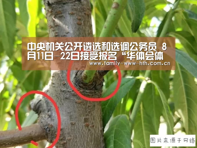 中央机关公开遴选和选调公务员 8月11日-22日接受报名“华体会体育”(图1) 华体会体育