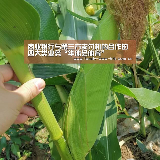 商业银行与第三方支付机构合作的四大类业务“华体会体育”(图1) 华体会体育
